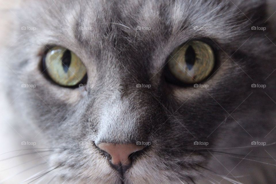 Cat Closeup