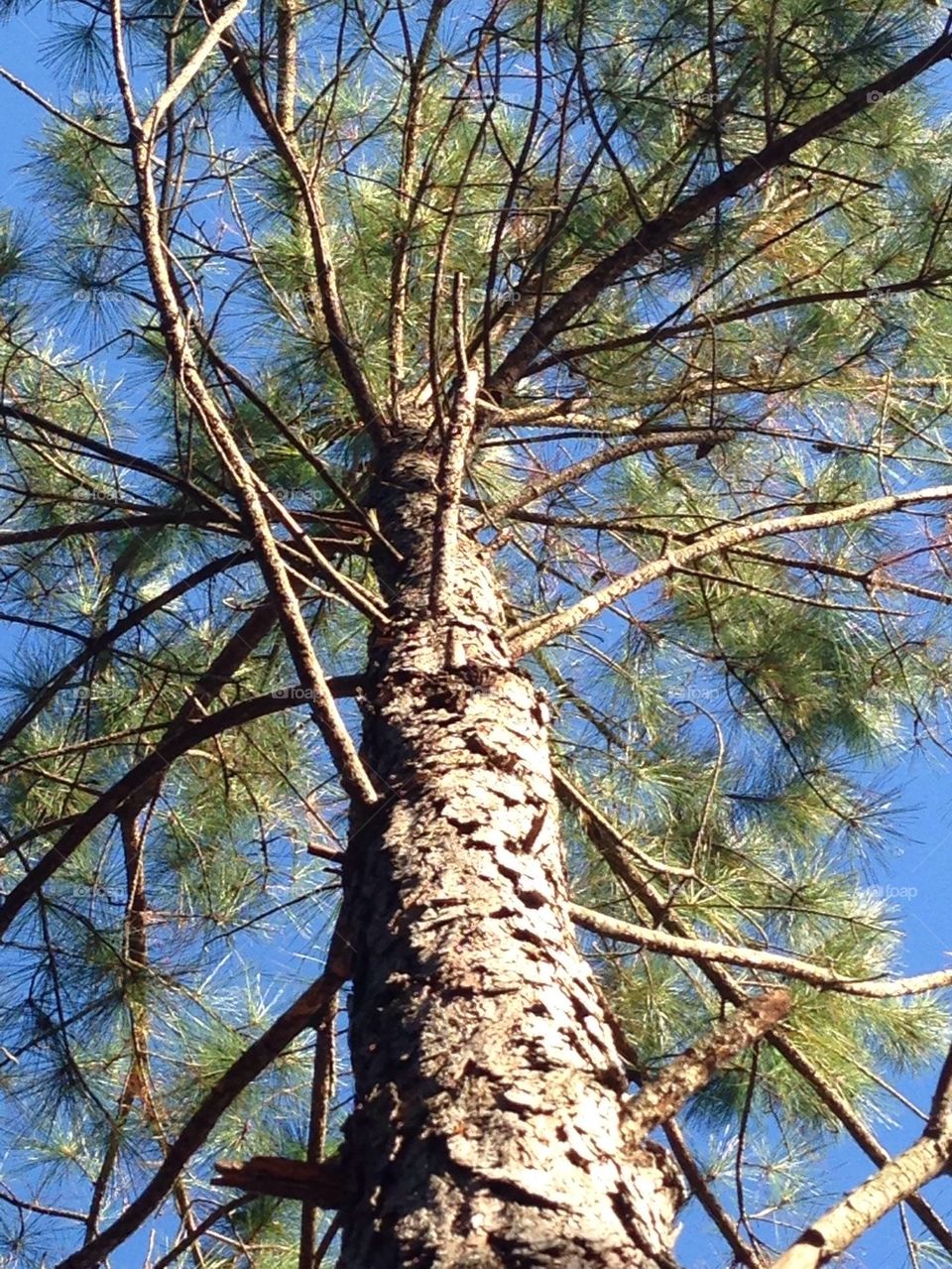 pine tree
