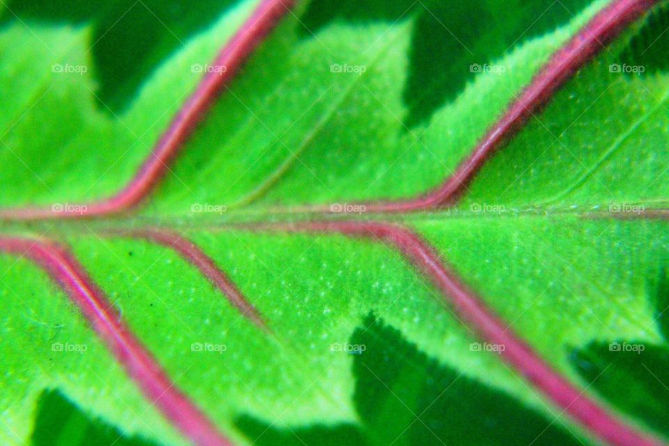 Macro of green Leeann