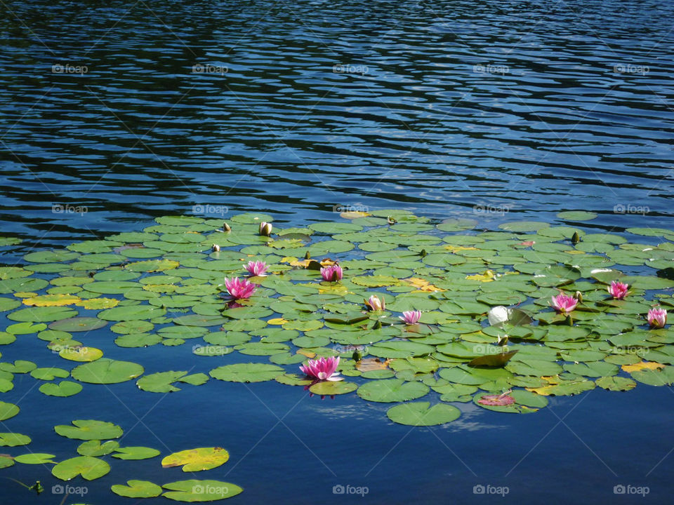 flowers plants flora nature by gitt123