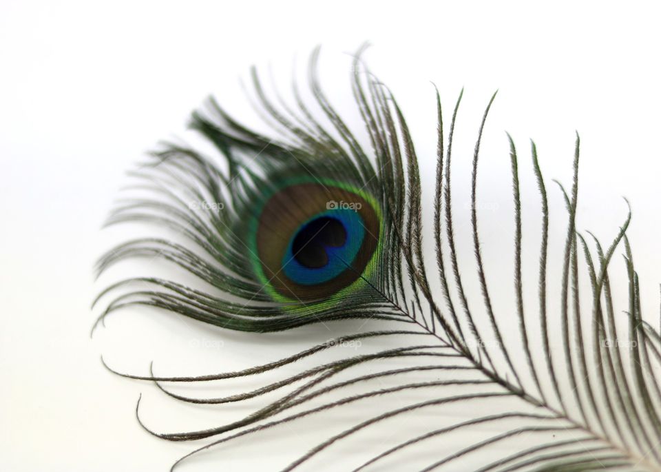 peacock feather