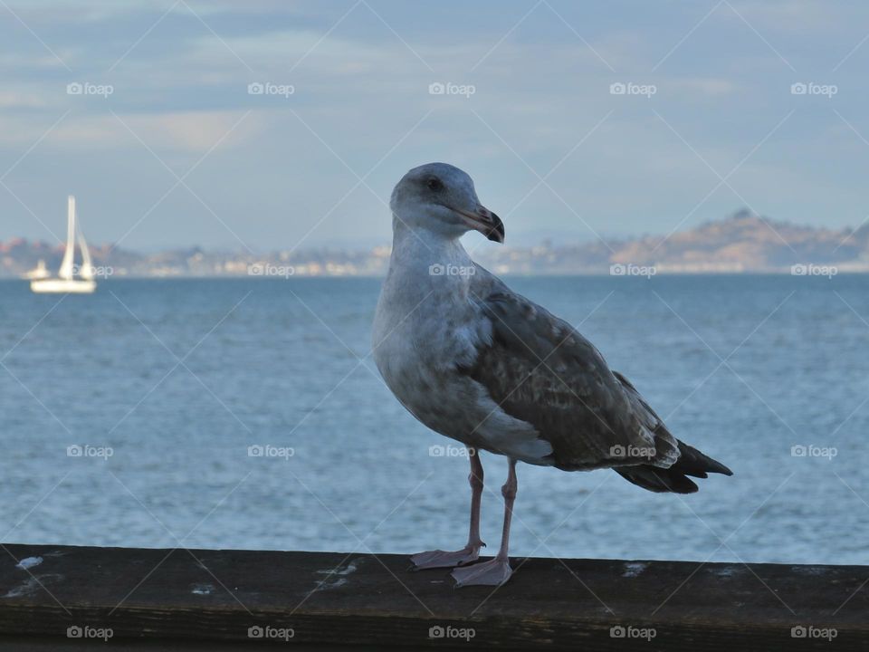 A Seagull with a Sailboat in the Background 