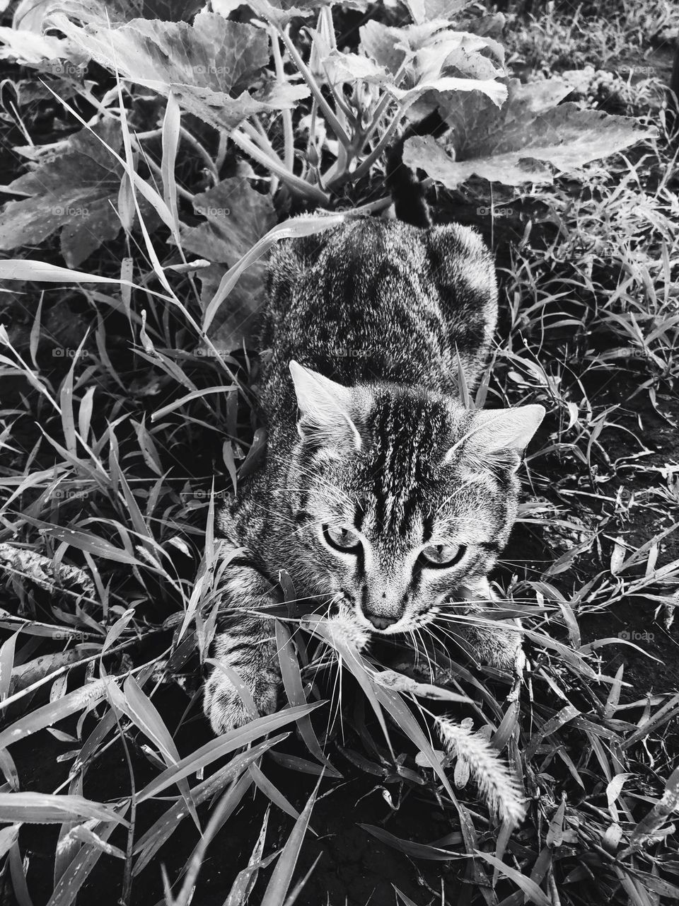 A serene black and white photo captures a lone cat nestled amidst plants.