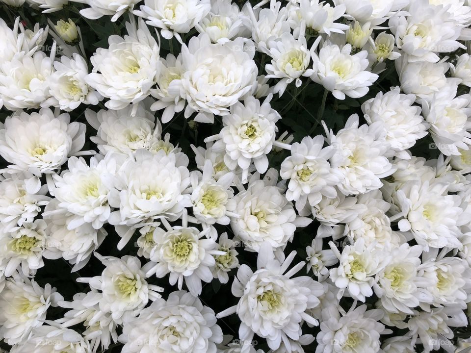 This white blossomed chrysanthemum is a site to beyond, the flowers are demanding to be enjoyed by us.