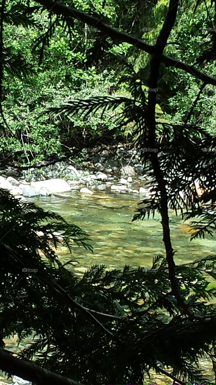 feeder stream in cascade national forest