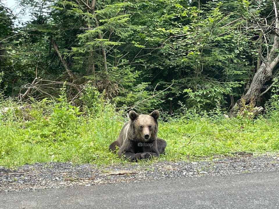 A bear looking at the cars on Transfagarasan