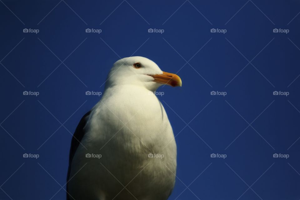 Seagull
