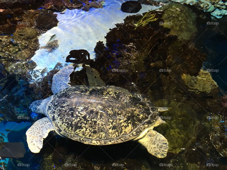 New England Aquarium 