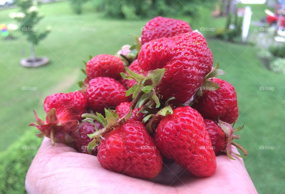 Close-up of hand holding strawberries