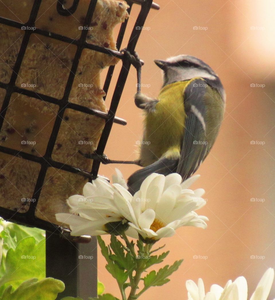 Blue tit