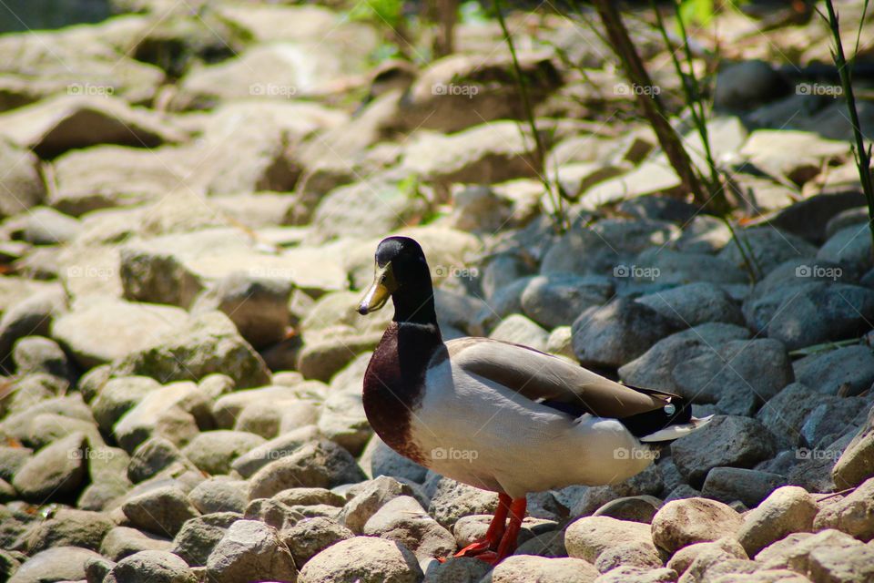 The Mallard Drake