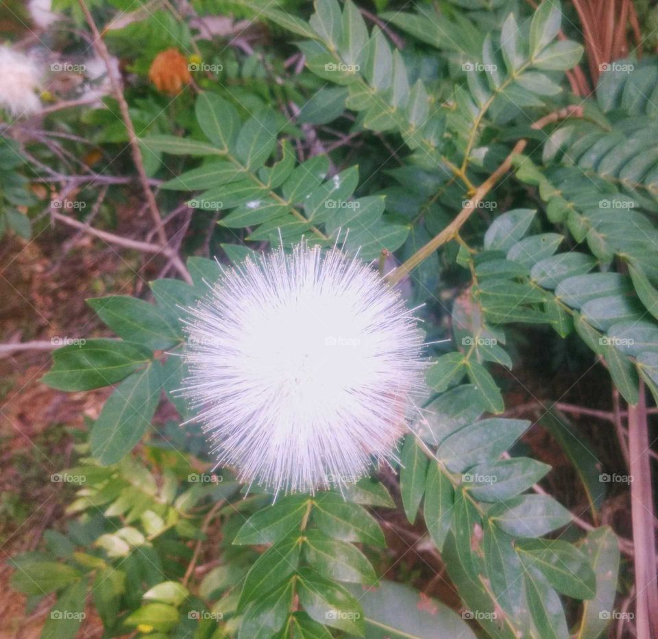 Beauty of White Flower