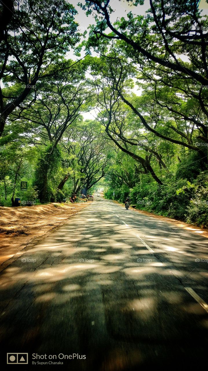 tree, natural, dark, bike, road
