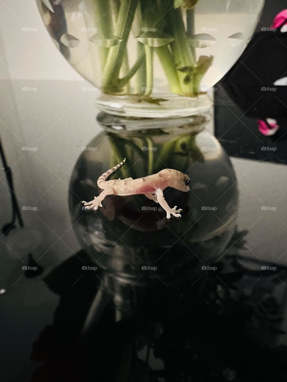 what a beautiful salamander