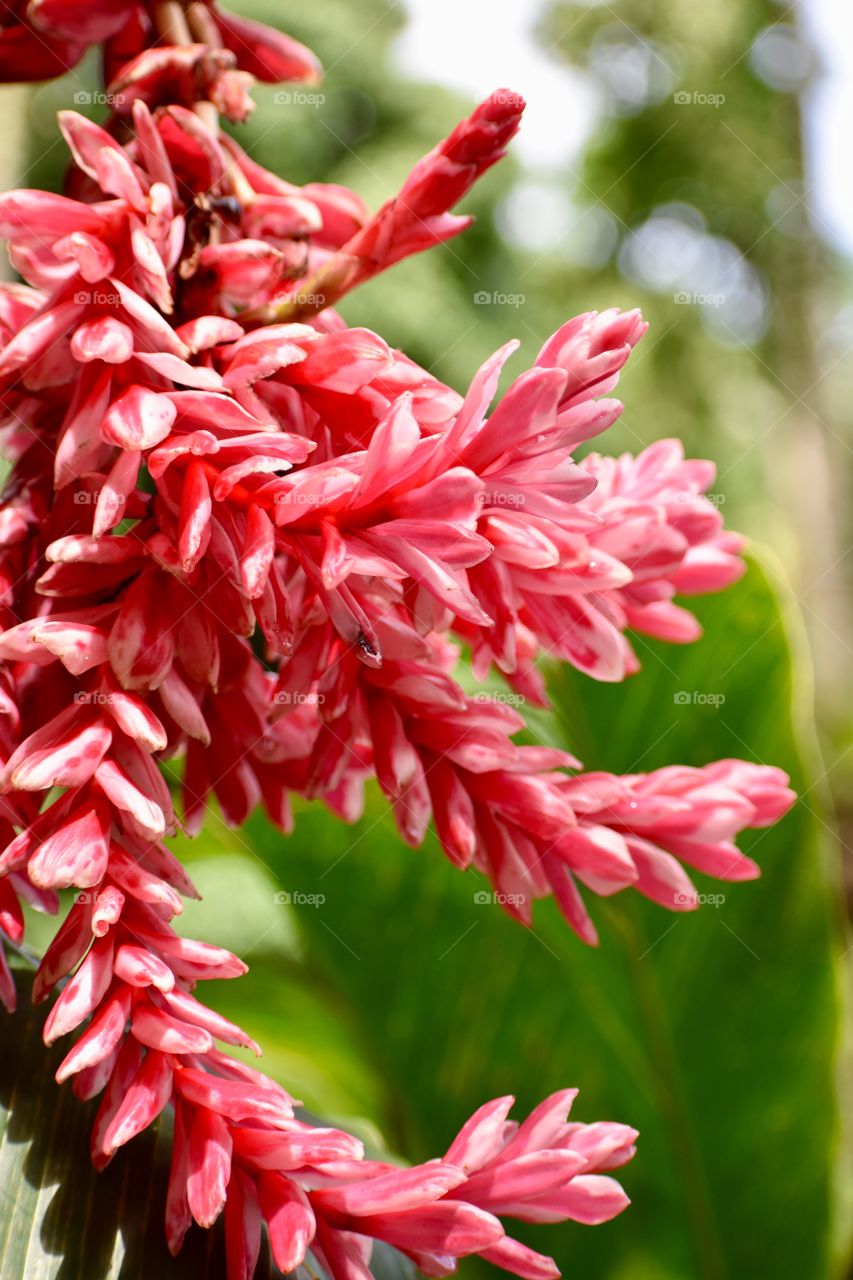 Bright pink ginger, thick and beautiful