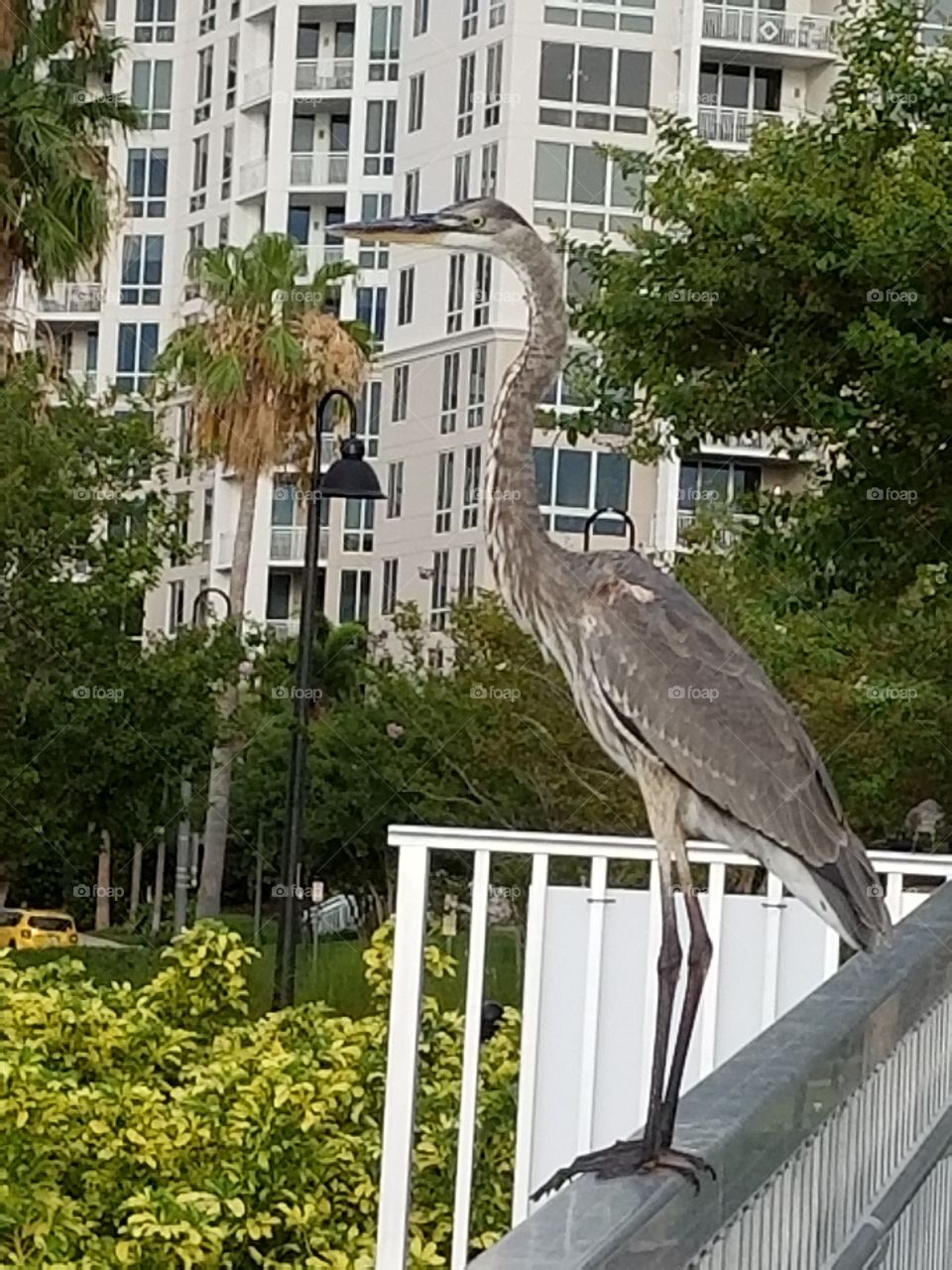 Grey Heron debating on whether to fly or chill