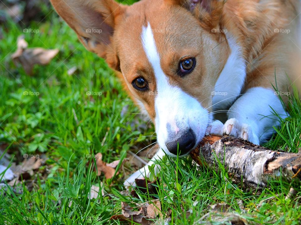 Cute dog welsh corgi cardigan