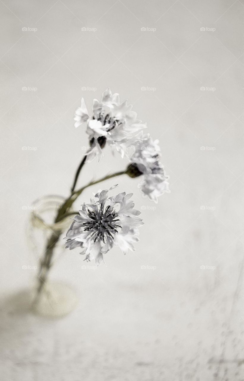 Cornflowers in a vase