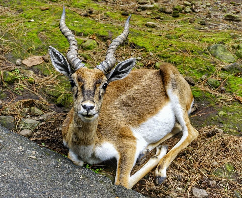 wildlife at safari park prigen