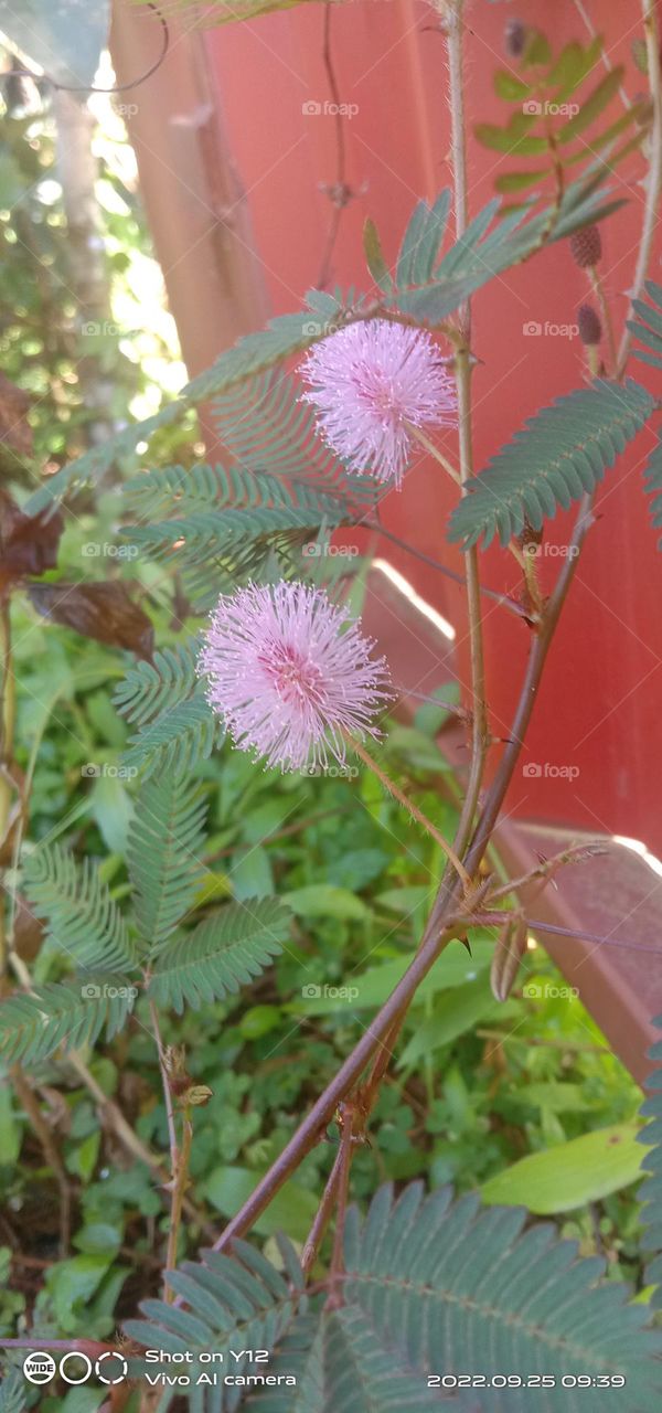 Pink 😍 nature given a flower