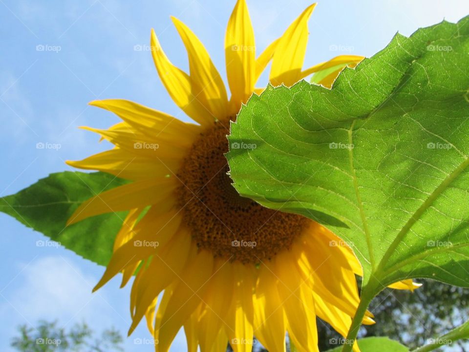 sunflowers 