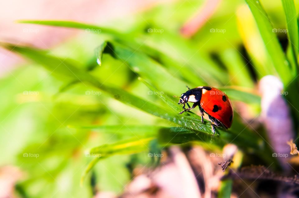 Ladybug