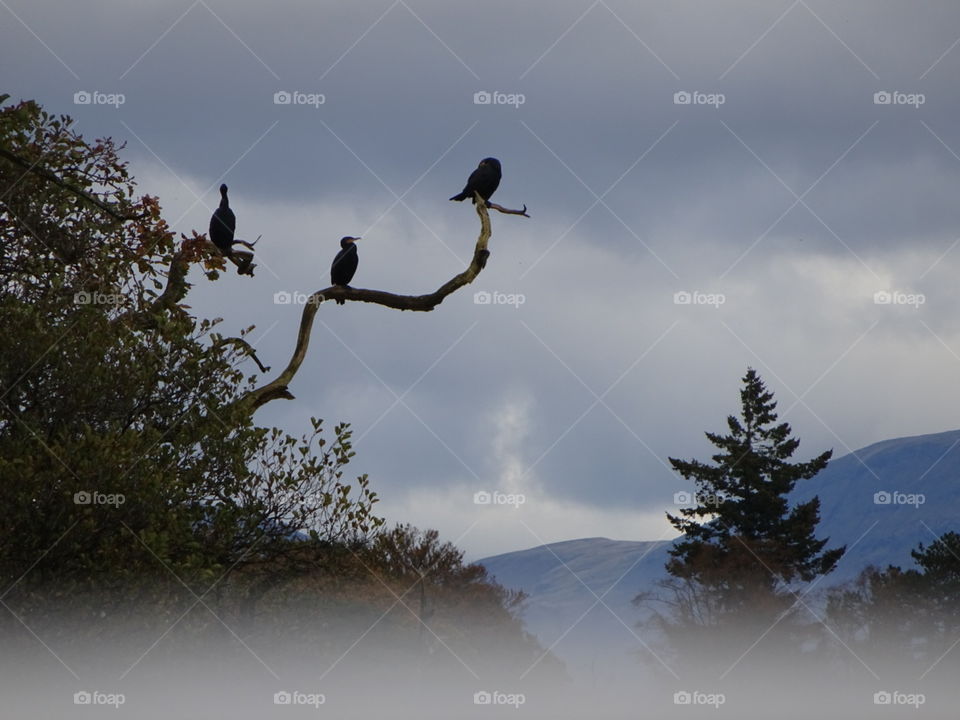 Cormorant's  perched on a tree