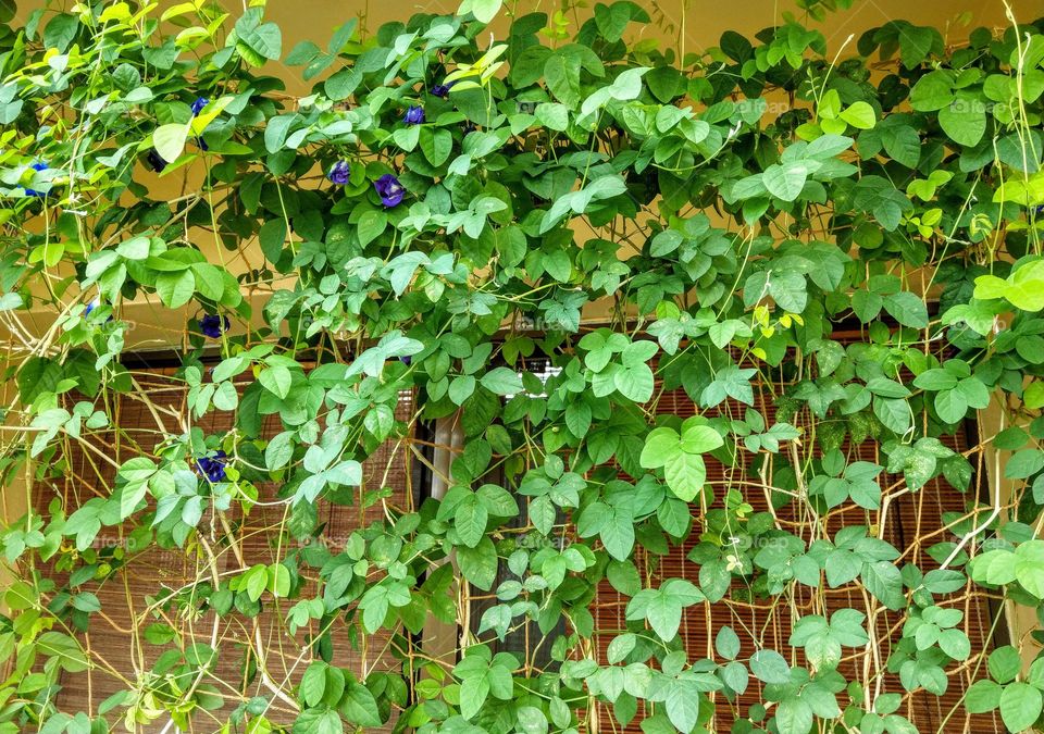 This is my green vine curten outside of my room window. this vine called Butterfly Pea. I plant it as my room curten, it can make the air fresh & cooled,  
so, my house is greenery, also it is beautiful, bright and lively. I love this natural curten.