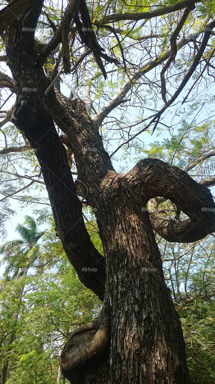 India Puducherry barathi park tree