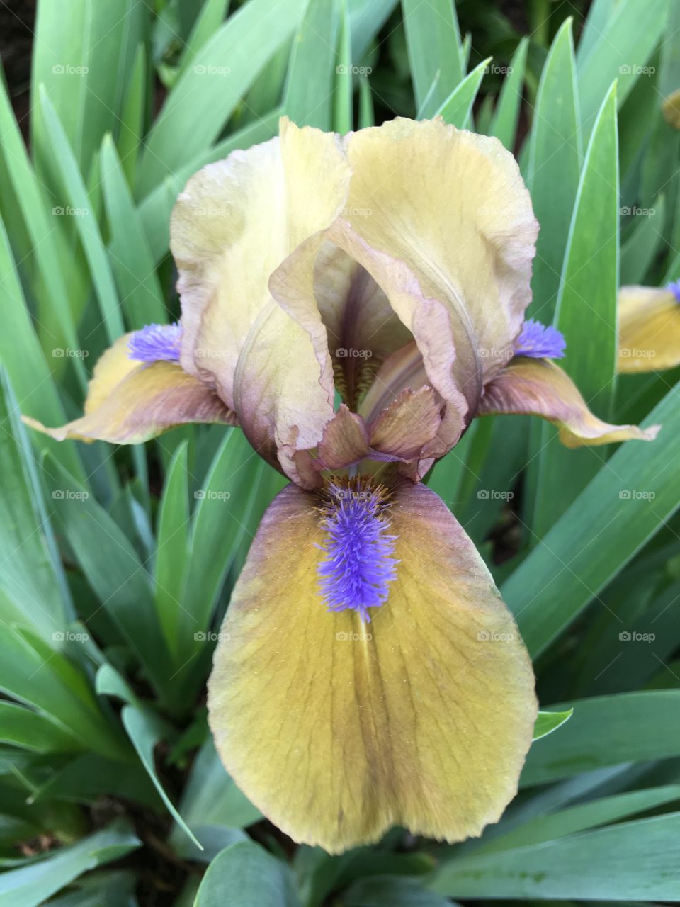 Blue and yellow iris