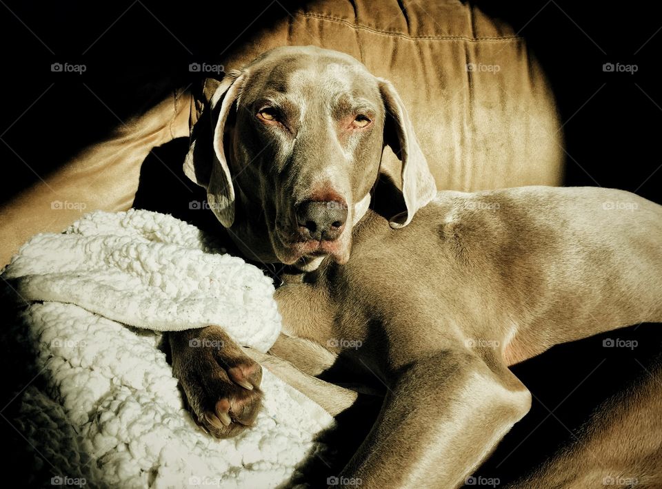 Tired pet dog laying on the couch