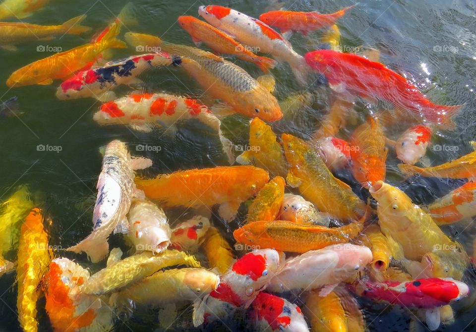 Colorful Koi carp enjoying the sunshine on the water in the summer