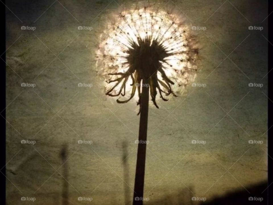 If a dandelion were the sun. 