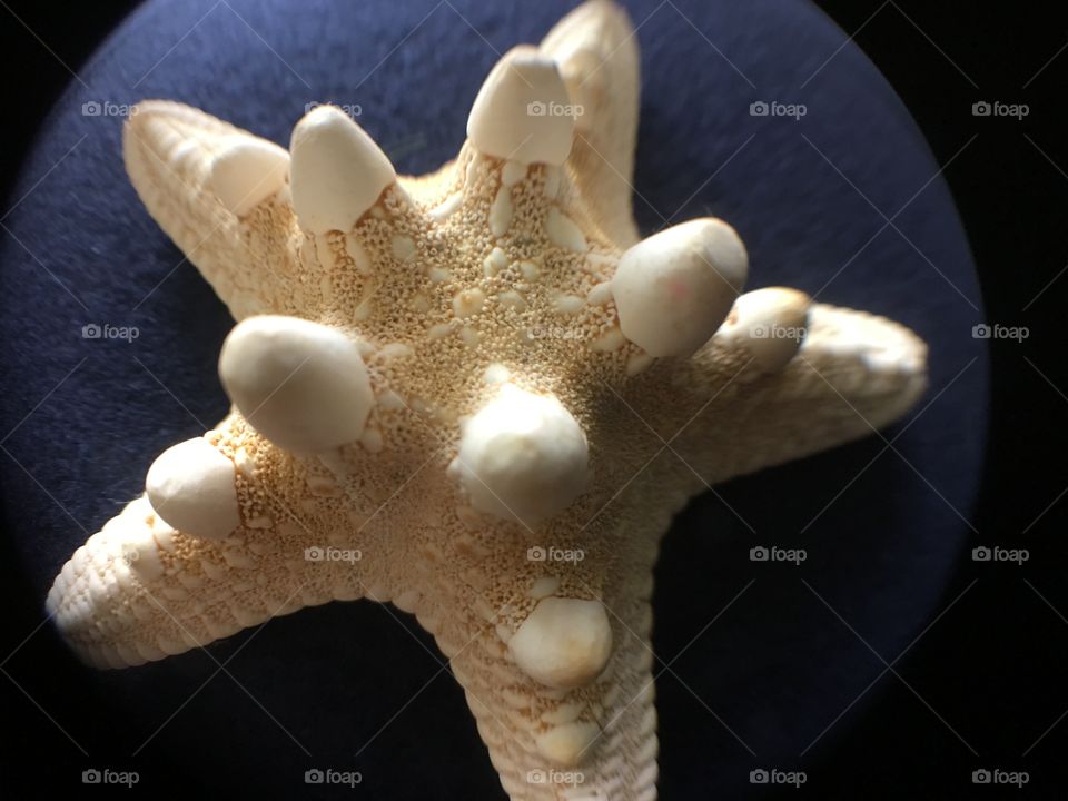 Starfish close up through fisheye 