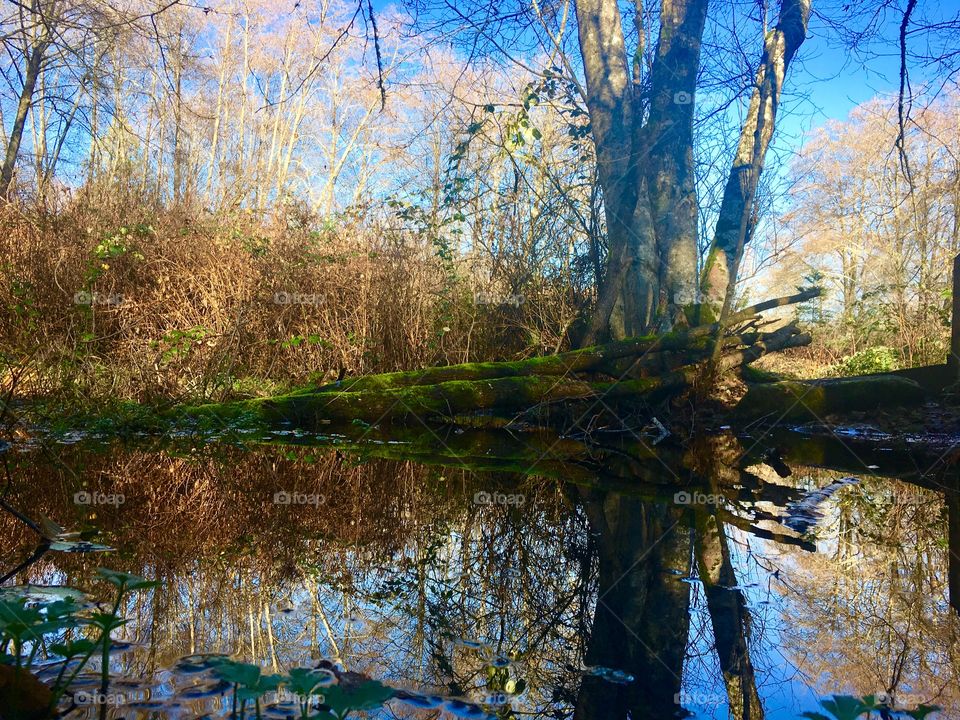 Fish Park Pond 