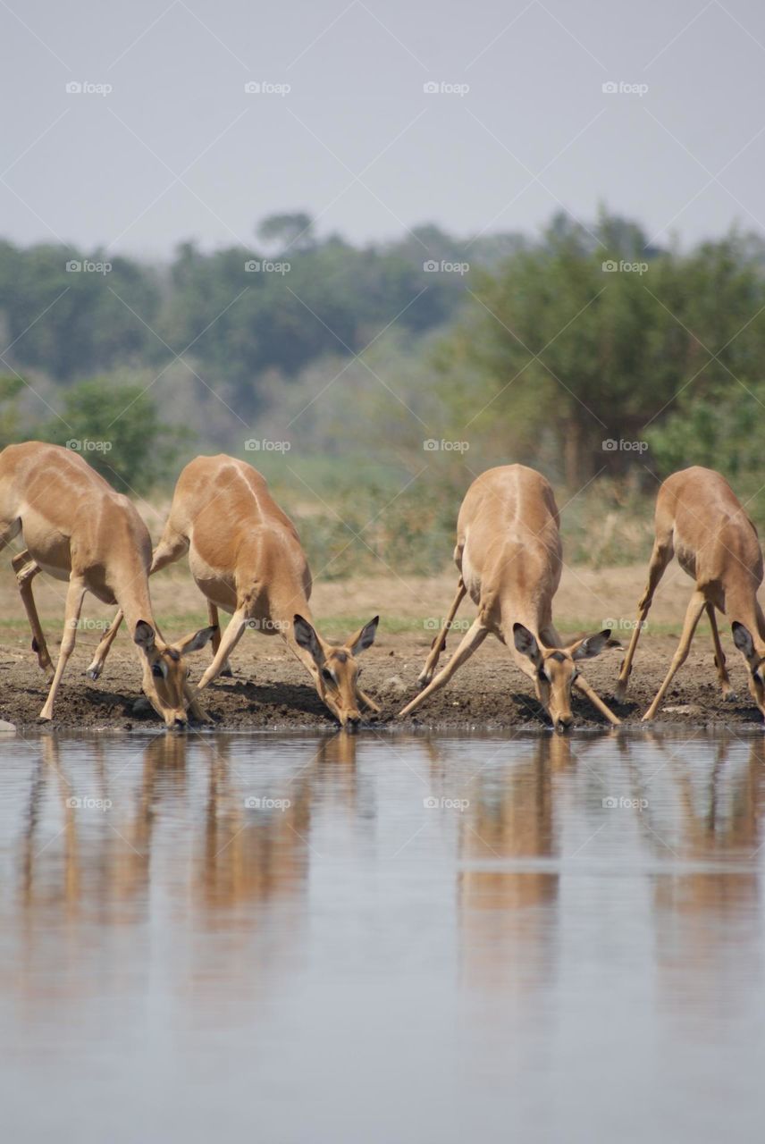 A herd of impala