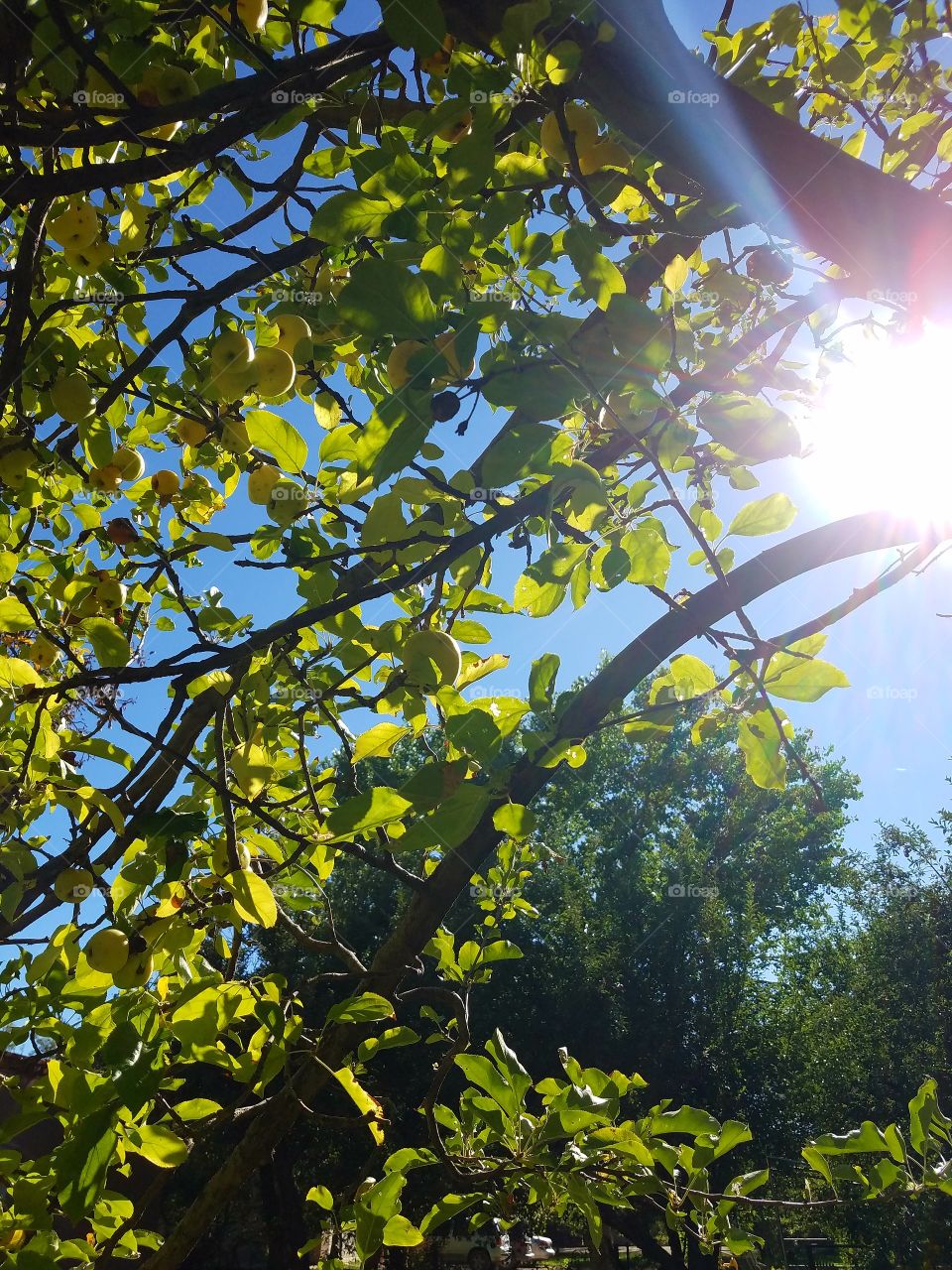 Sunlight through the trees