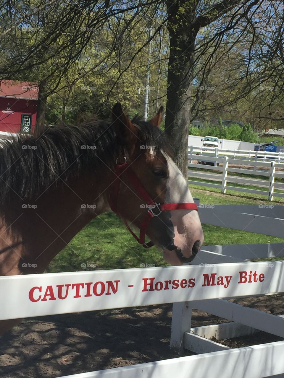 Sign cautioning tourists about horses at Grant's Farm, home of Budweiser Clydesdales 
