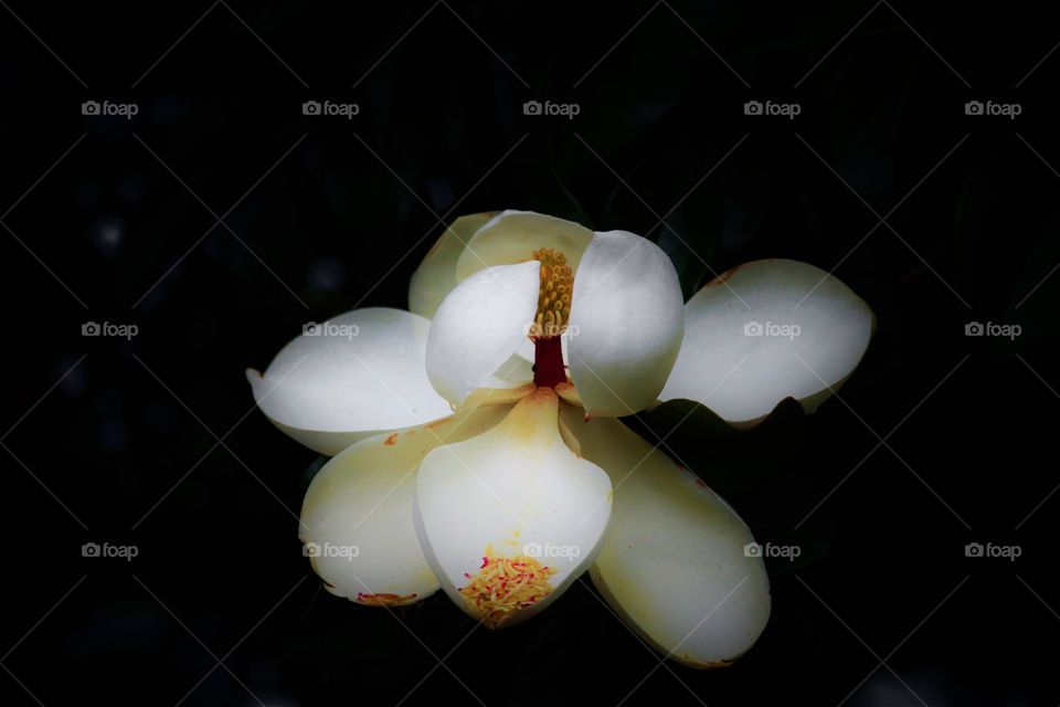 Magnolia Flower in the Darkness