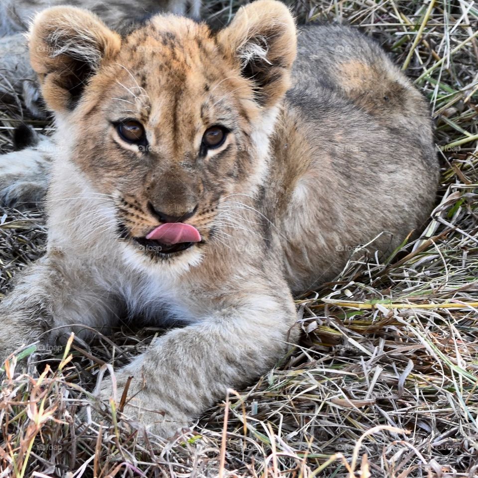 Botswana lion cub and Botswana sunset