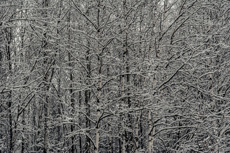 Tree's branches