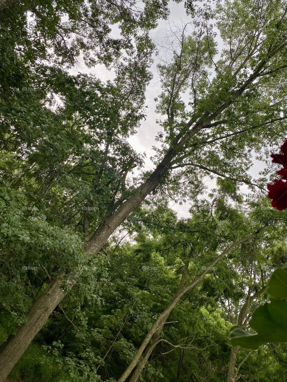 The tall green and brown trees of the forest in Michigan on an overcast summer day. 