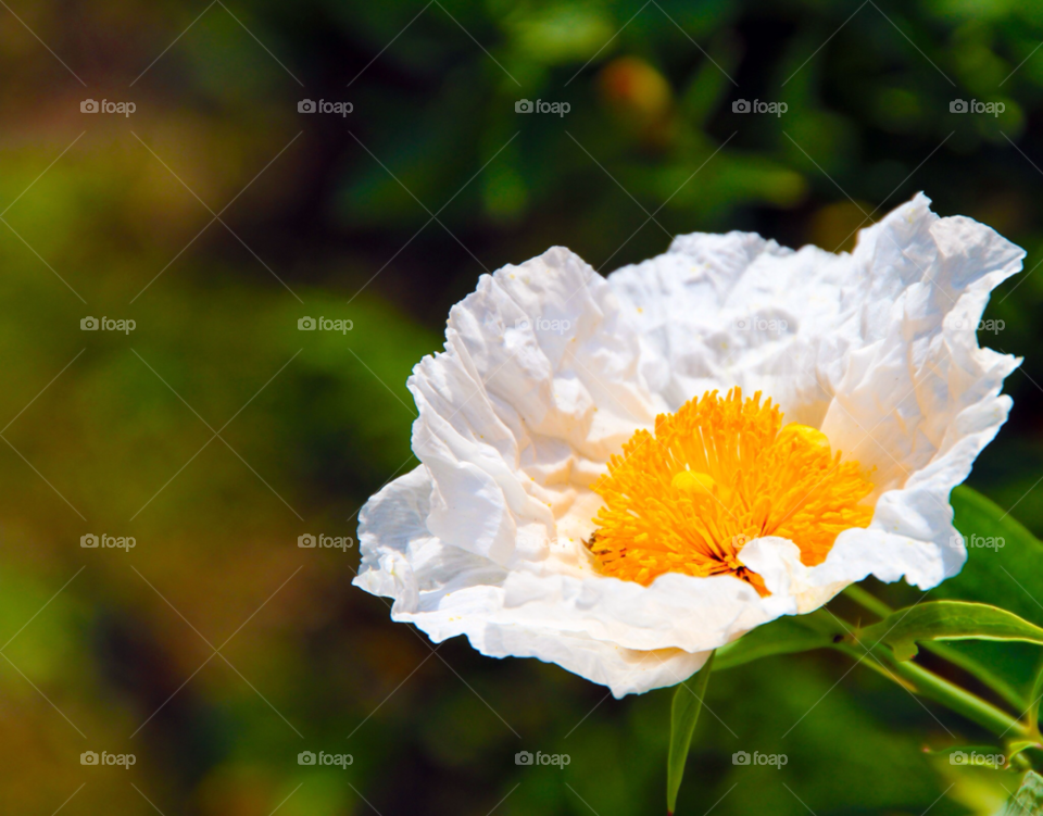 white and yellow flower ornamental poppy paper like in the sunshine by gbp