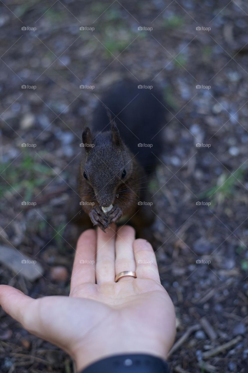 Squirrel eating out from a hand 