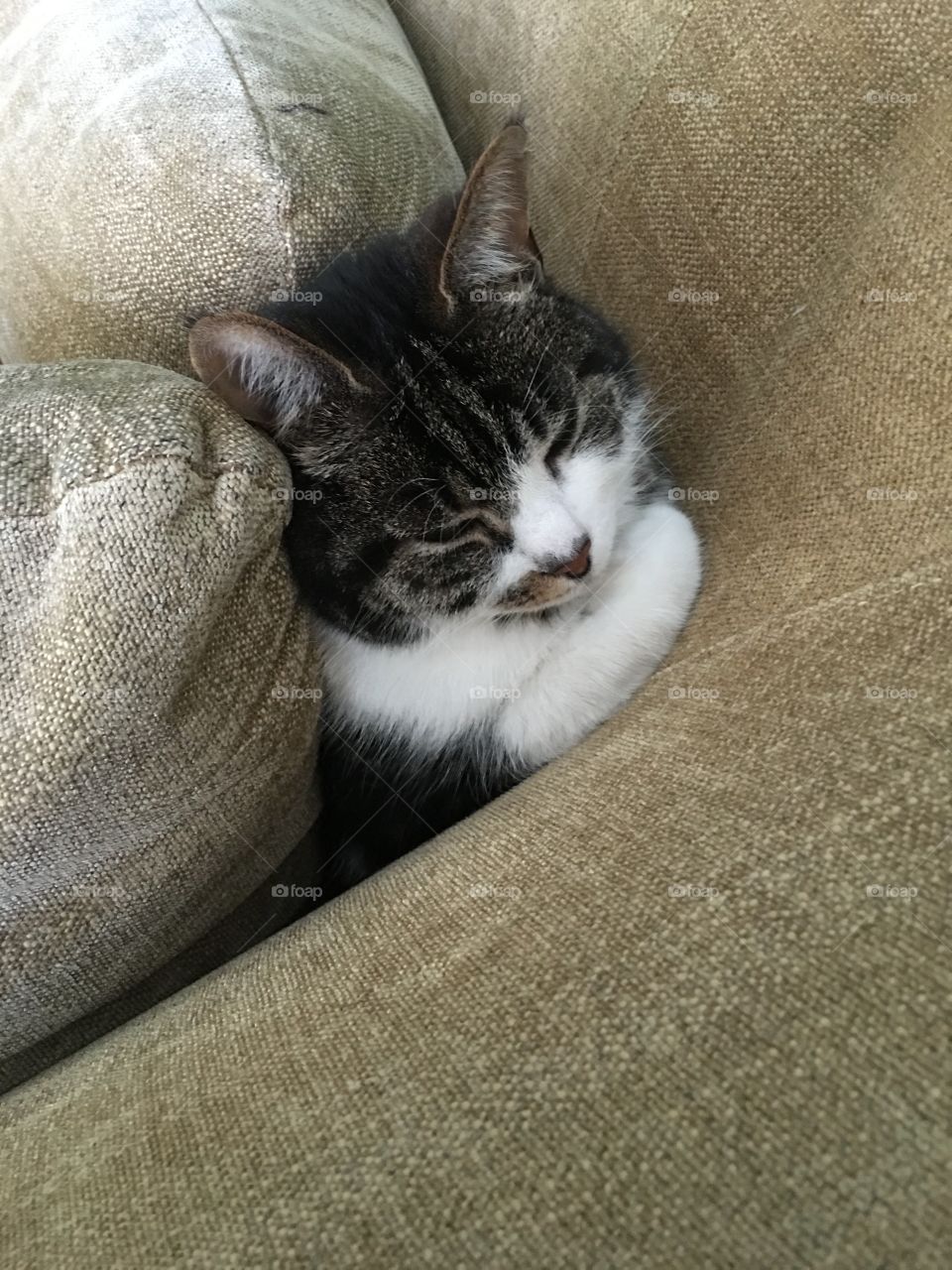 Cat hiding herself down behind cushions 