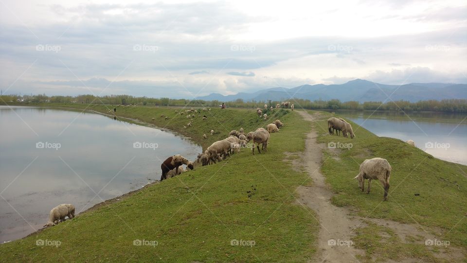 grazing sheep