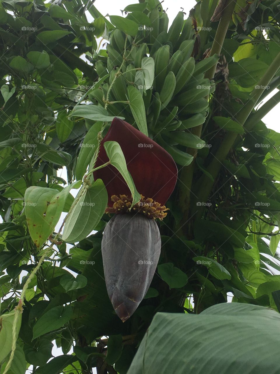 Baby bananas on a banana tree🍌 🌲 🍌