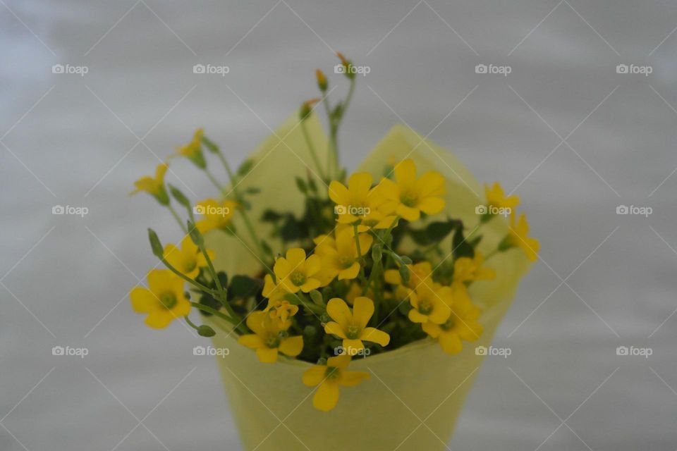 Bouquet of oxalis 