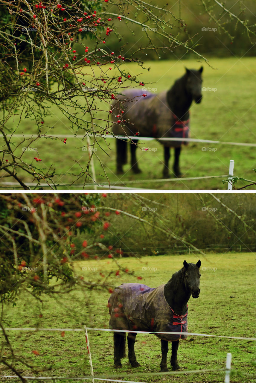 Horses in field 
Two images showing the effect of changing the depth of field and a narrow aperture. One close up one focused on distance. 