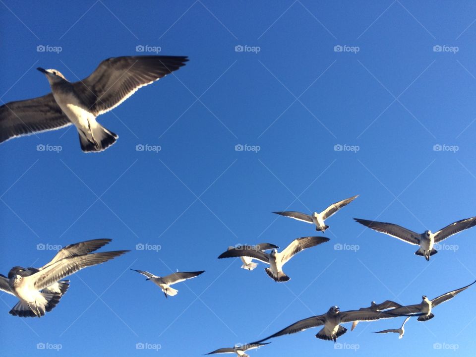 Seagulls point pleasant Nj 